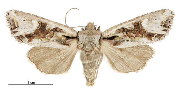 File:Graphania scutata female.jpg