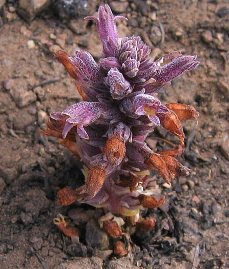 File:Orobanchebulbosa.jpg
