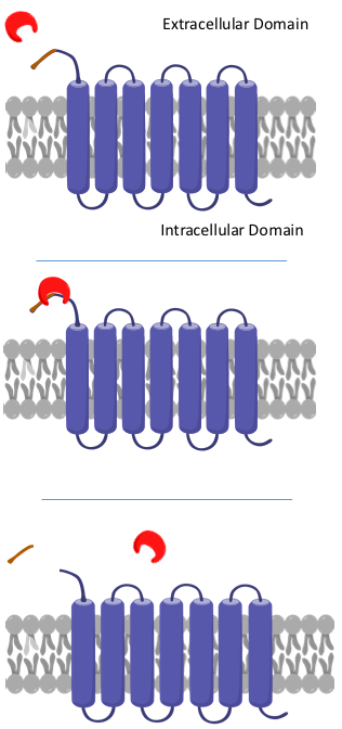 File:PAR1 Cleavage.png