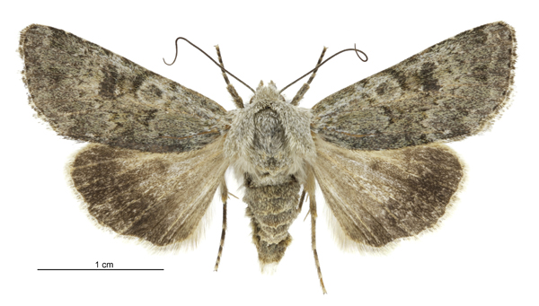 File:Aletia s.l. cuneata female.jpg