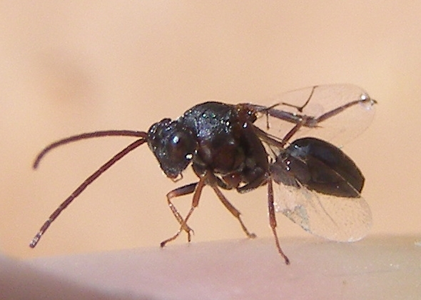 File:Callaspidia.jpg