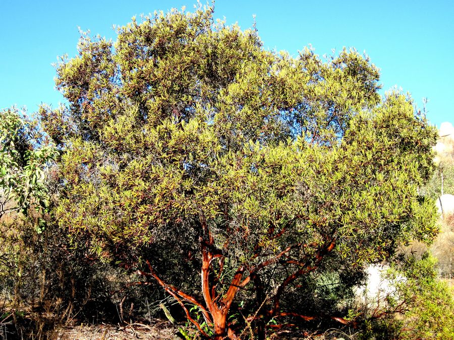 File:Xylococcus bicolor 900 45.jpg