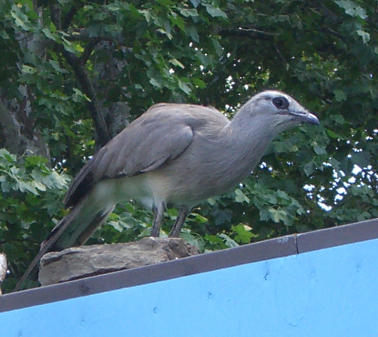 File:Blacklegged.jpg