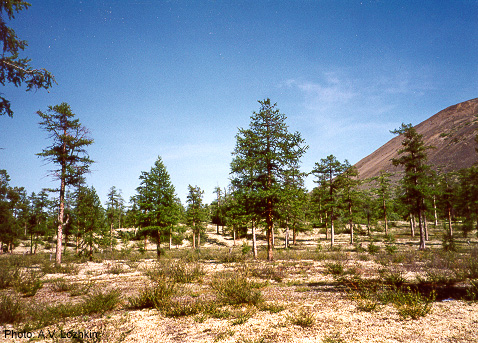Forest in the Kolyma region, arctic northeast Siberia