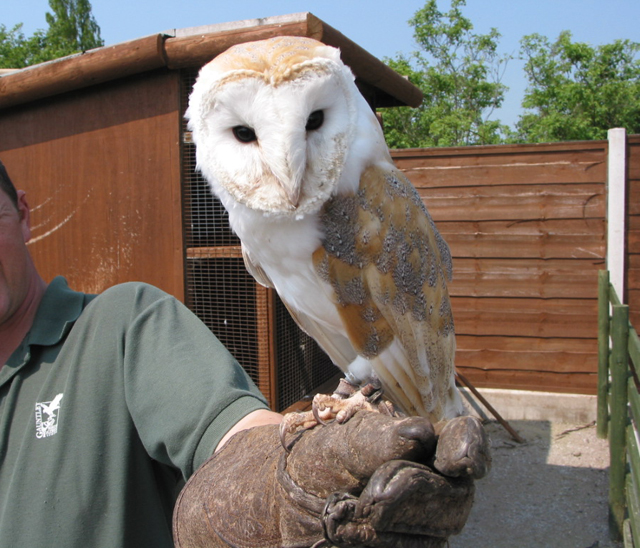 File:Tabley Superior - Gauntlet Birds of Prey Centre.jpg
