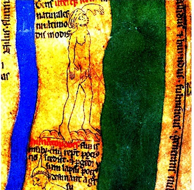 File:Hermaphrodite-Hereford.jpg