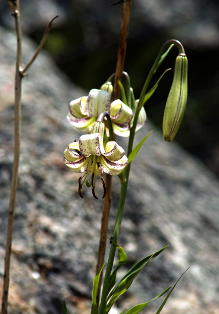 File:L.polyphylium.2.jpg