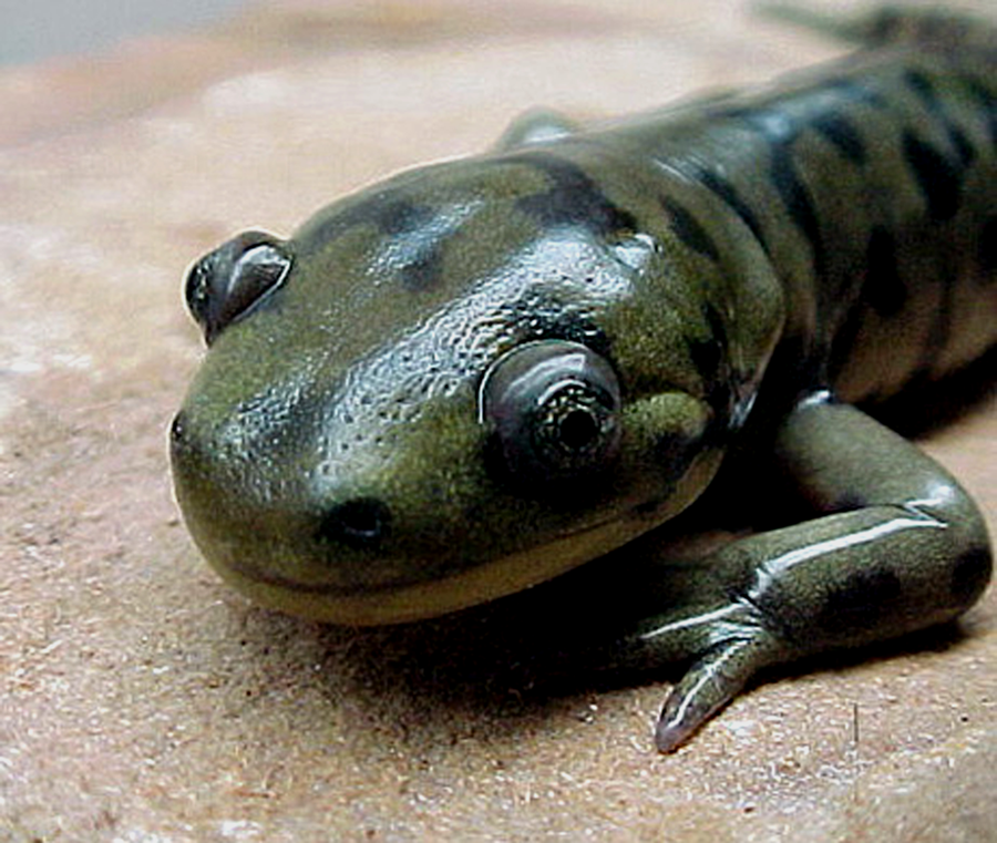 File:Salamander head.png