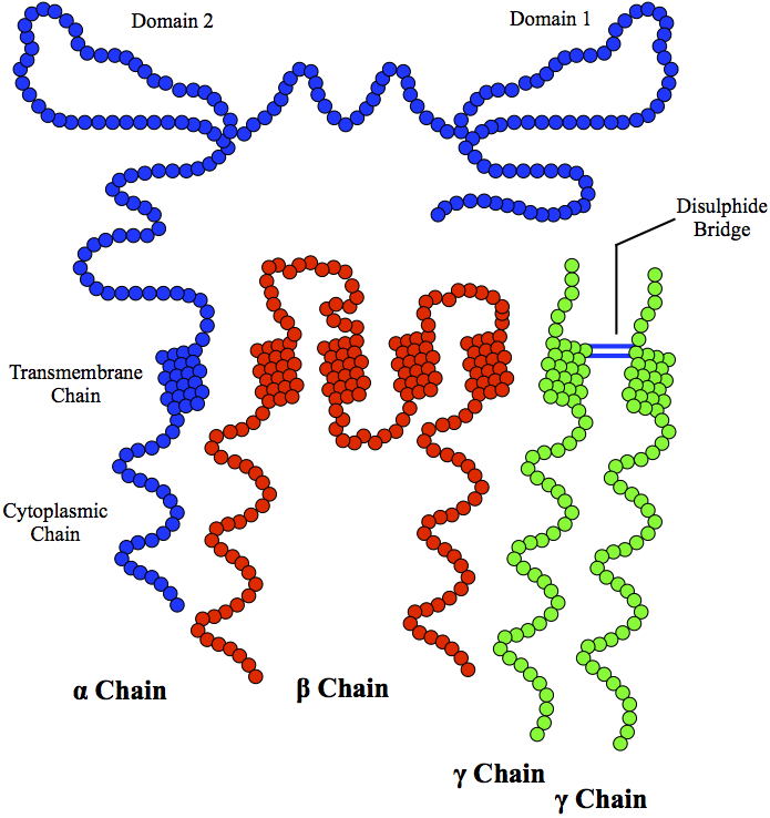 File:FcεRI Receptor.jpg