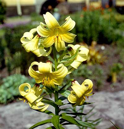 File:Lilium kesselringianum.jpg
