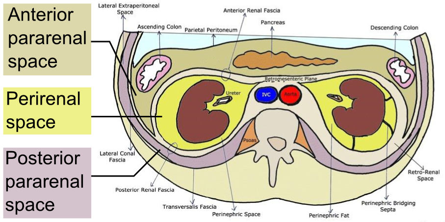 File:Retroperitoneal spaces.png