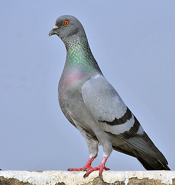 File:Blue Rock Pigeon (Columba livia) in Kolkata I IMG 9762.jpg