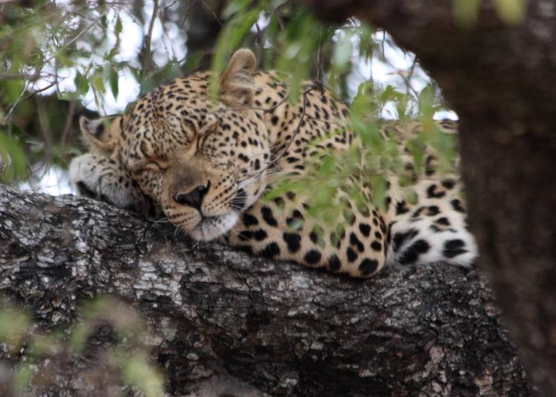 File:Leopard (Panthera pardus) resting in tree.jpg