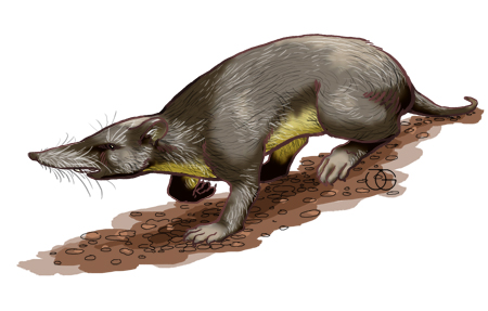 File:Puerto Rican shrew.jpg