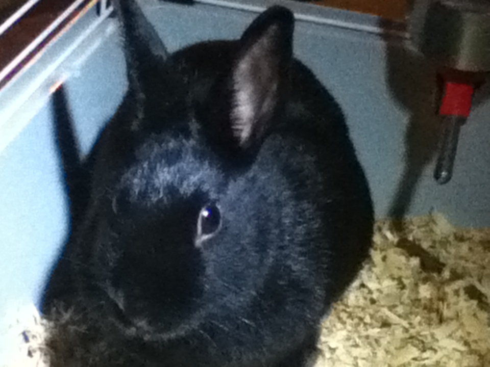 File:HavanaRabbit Cici.jpg
