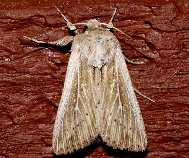 File:Leucania dia 02.jpg