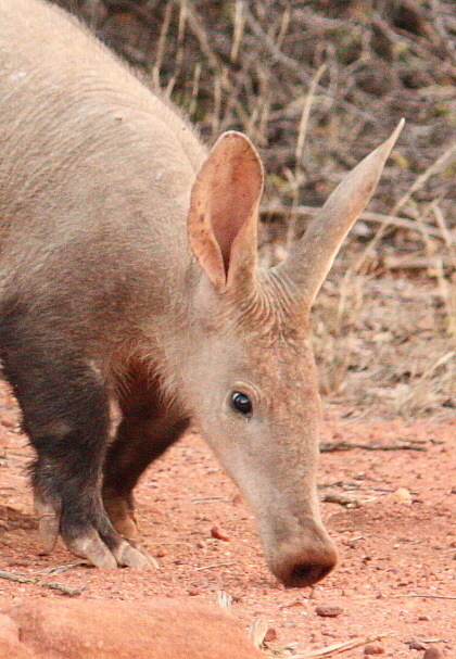 File:Orycteropus afer 175359476.jpg