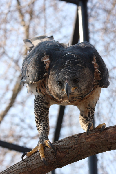File:African Crowned Eagle 2.JPG