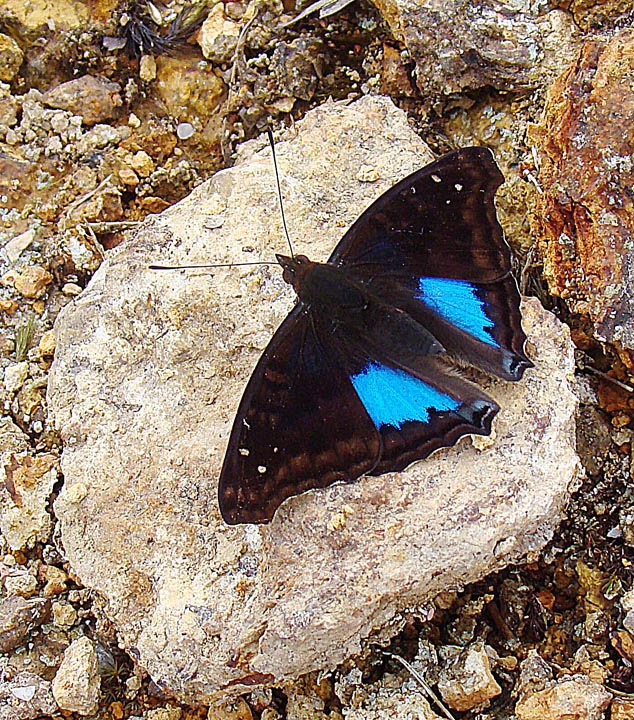 File:Doxocopa cyane - Flickr - Dick Culbert.jpg