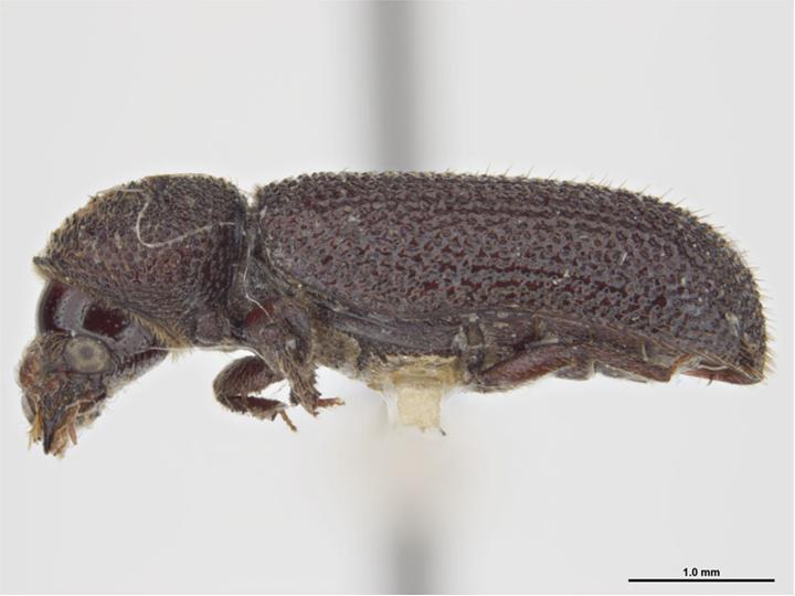 File:Stephanopachys substriatus.jpg