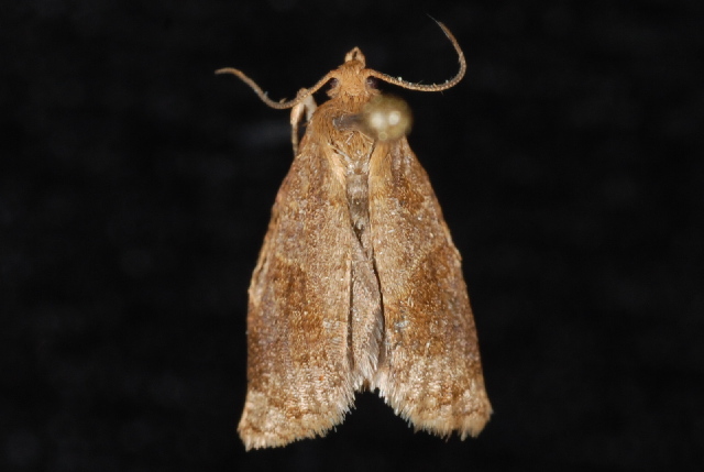 File:Archips grisea2.JPG