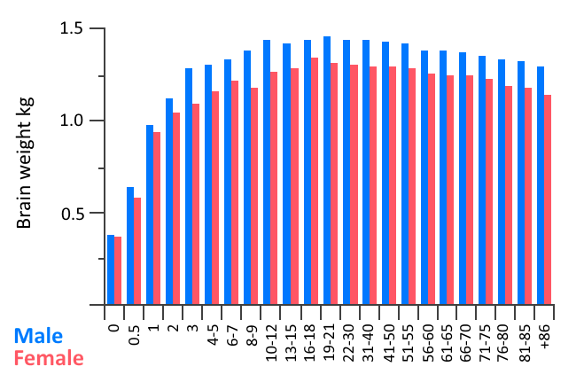 File:Brain weight age.gif