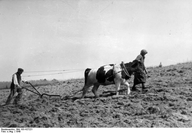 File:Bundesarchiv Bild 183-H27221, Randow - Mecklenburg, Pflügen mit dem Ochsen.jpg