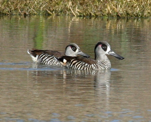 File:Pink eared duck.jpg