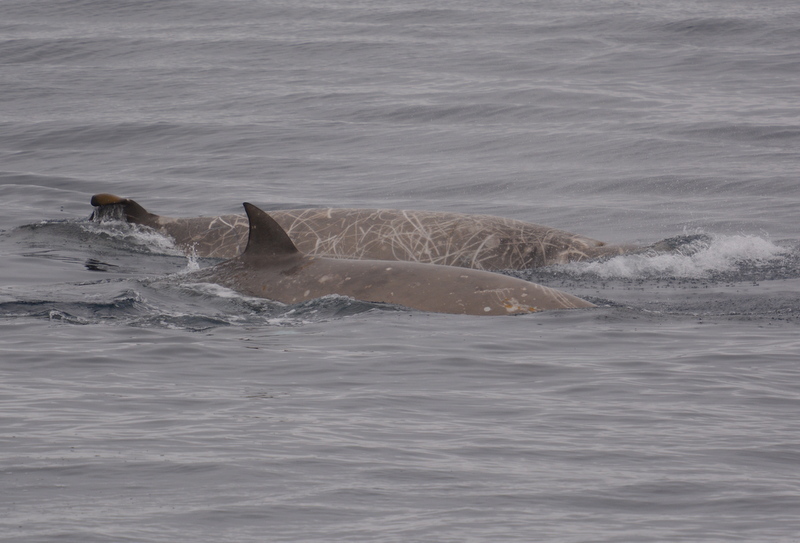 File:Southern Bottlenose Whale, Hyperoodon planifrons, December 2016, near Clarence Island.jpg