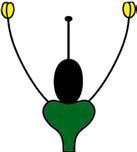 File:Achlamyde.png