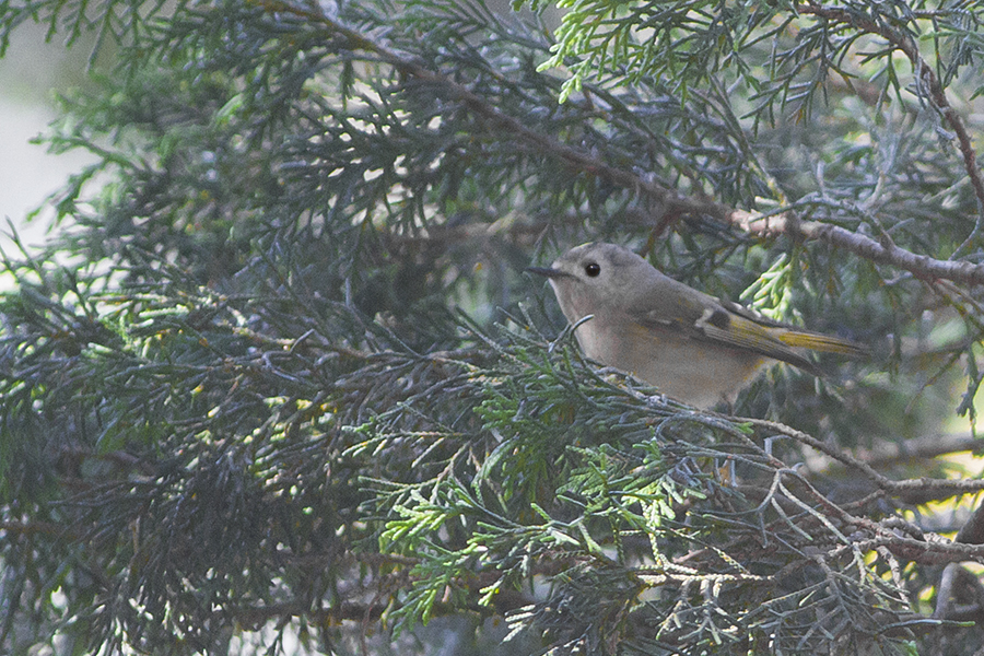 File:Goldcrest Vinayak Uttarakhand India 05.02.2015.jpg