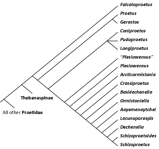 File:Proetinae cladogram.png