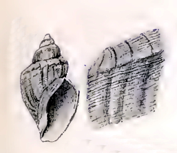 File:Conorbela antarctica 001.jpg