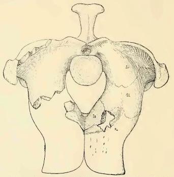 File:Acompsosaurus pelvis.jpg