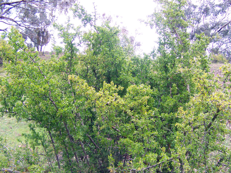 File:African boxthorn.jpg