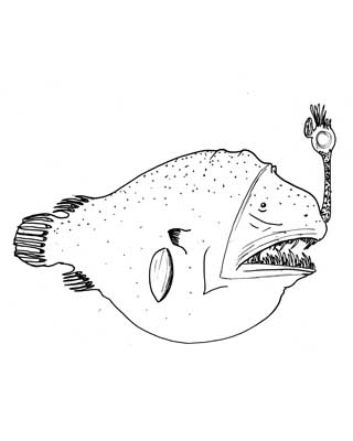 File:Chaenophryne longiceps.jpg