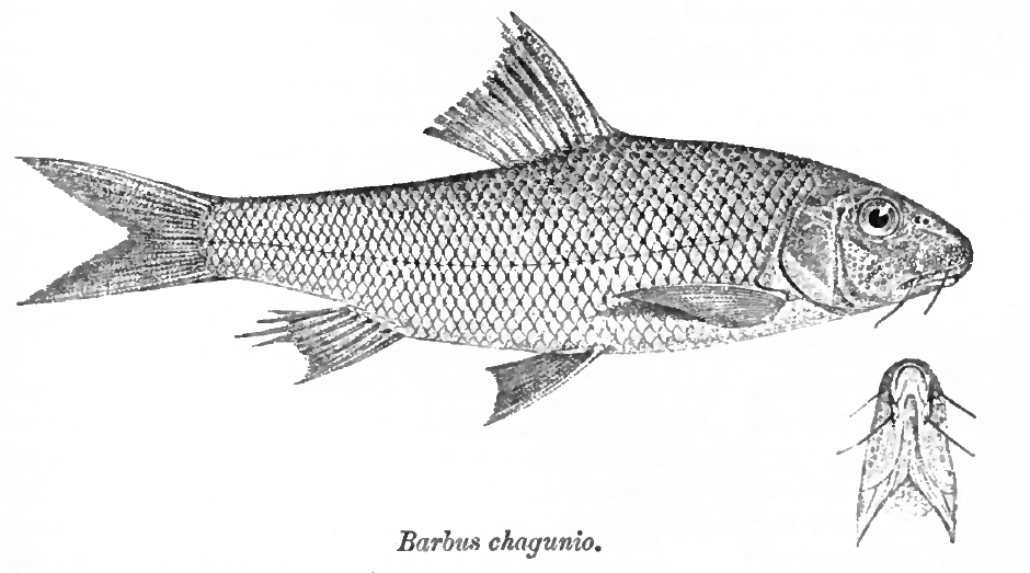 File:Chagunius chagunio Day.png