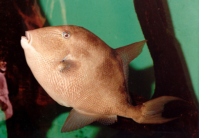 File:GreyTriggerfish.JPG