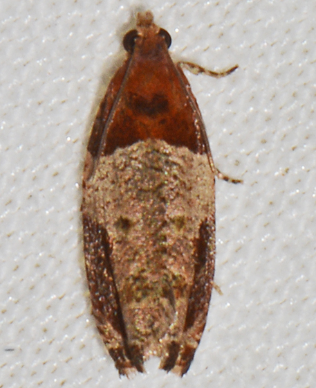 File:Olethreutes ferriferana – Hydrangea Leaftier Moth.jpg