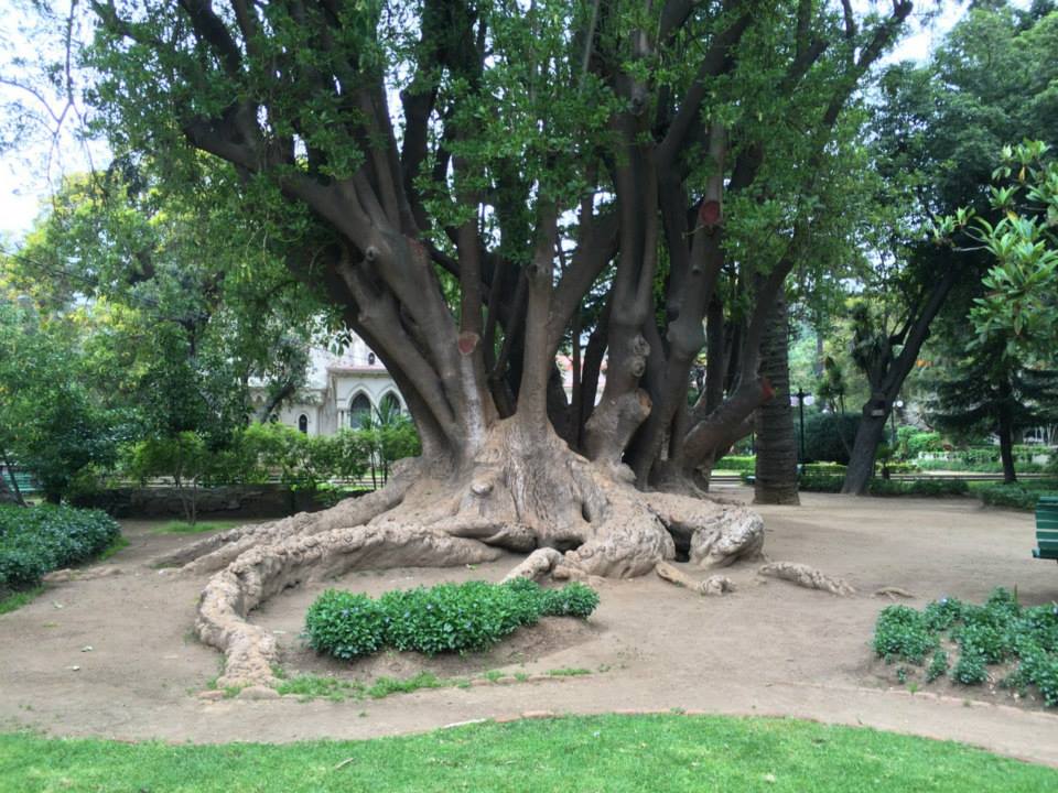 File:Quinta Vergara Tree.jpg