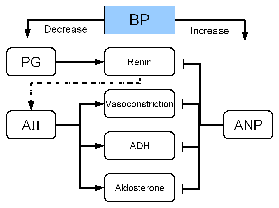 File:RenalHormoneRegulation.png