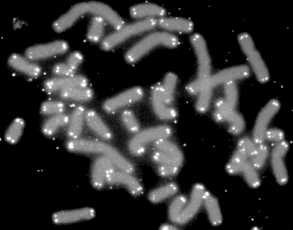 קובץ:Telomere caps.gif