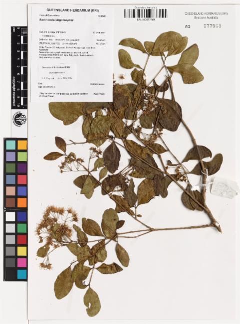 File:Backhousia kingii.jpg