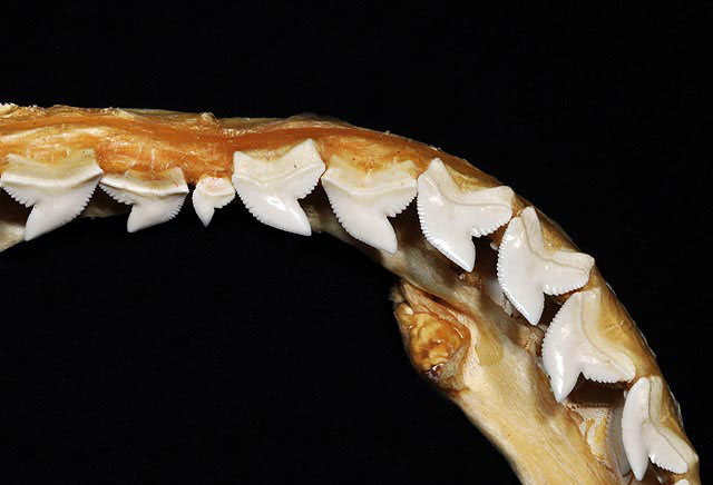 File:Galeocerdo cuvier upper teeth.jpg