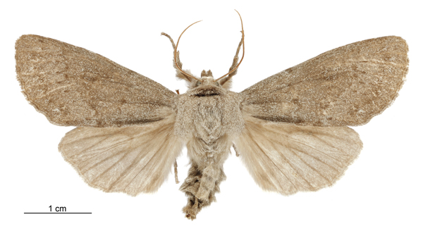 File:Graphania nullifera female.jpg
