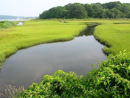 File:Healthy salt marsh.jpg