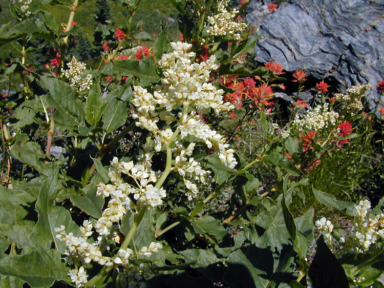 File:Polygonum phytolaccifolium.jpeg