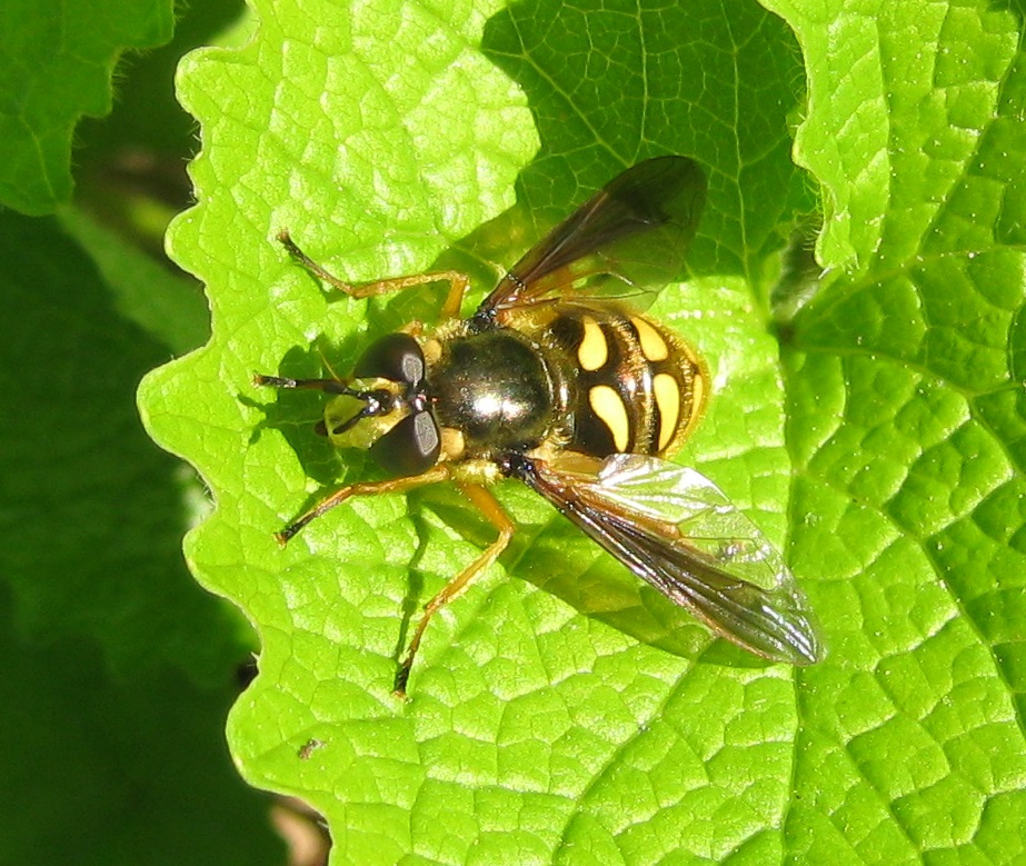 File:Somula decora.jpg