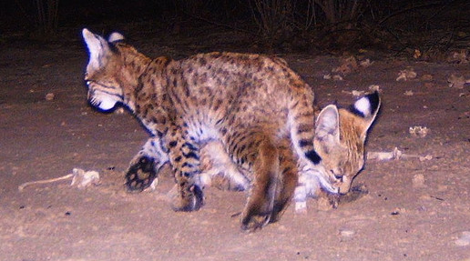 File:Bobcat kittens Bosque.jpg