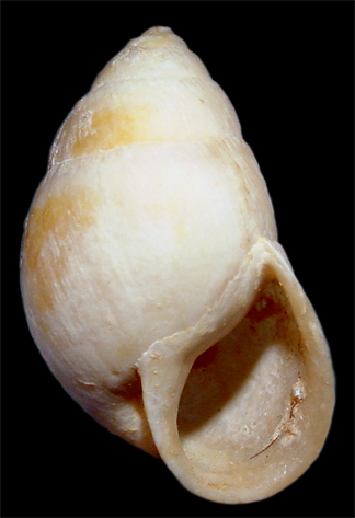 File:Eoborus sanctijosephi.jpg